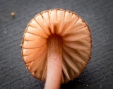 Mycena sanguinolenta image