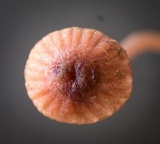 Mycena sanguinolenta image