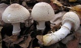 Lepiota ignivolvata image