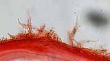 Mycena sanguinolenta image