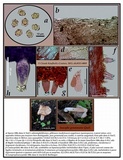 Inocybe grammata image