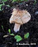 Inocybe grammata image