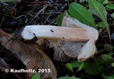 Inocybe grammata image