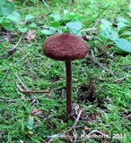 Inocybe calospora image