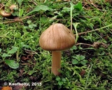 Inocybe mixtilis image