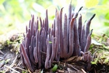 Alloclavaria purpurea image