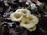 Chrysomphalina strombodes image