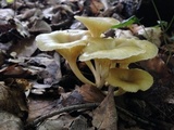 Chrysomphalina strombodes image