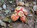 Gyroporus ballouii image