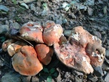 Gyroporus ballouii image