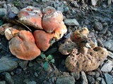 Tylopilus balloui image