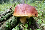 Boletus rubriceps image