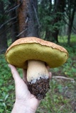 Boletus rubriceps image