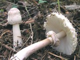 Leucoagaricus nympharum image