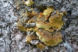 Gloeophyllum odoratum image