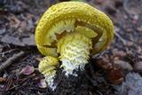 Floccularia luteovirens f. luteovirens image
