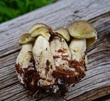 Tricholoma saponaceum image