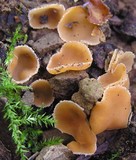 Pustularia patavina image