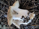 Lyophyllum decastes image