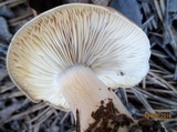 Lyophyllum decastes image