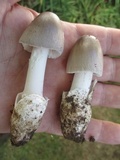Amanita sect. Vaginatae image