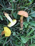 Aureoboletus innixus image