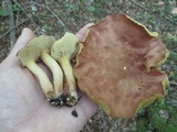 Bothia castanella image