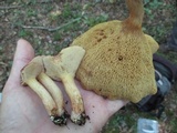 Bothia castanella image