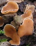 Pustularia patavina image