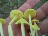 Inocephalus murrayi image