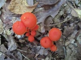 Hygrocybe miniata image