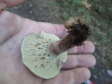 Hypomyces luteovirens image