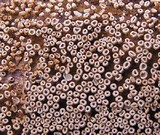 Cyphellopsis anomala image