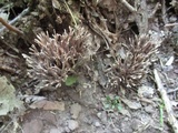 Thelephora palmata image