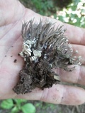 Entoloma parasiticum image