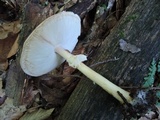 Echinoderma asperum image