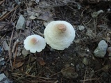 Lepiota cristata image