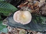 Panus conchatus image