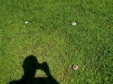 Leucoagaricus americanus image