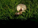 Leucoagaricus americanus image
