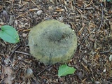 Lactarius atroviridis image