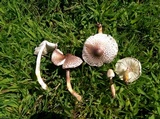 Leucoagaricus americanus image