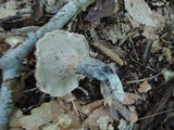 Sarcodon scabrosus image