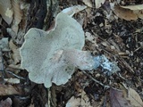 Sarcodon scabrosus image