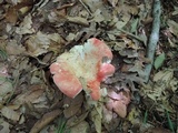 Russula flavisiccans image