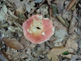 Russula flavisiccans image