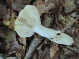 Russula flavisiccans image