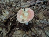 Russula flavisiccans image