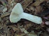 Russula flavisiccans image