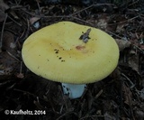 Russula claroflavoides image